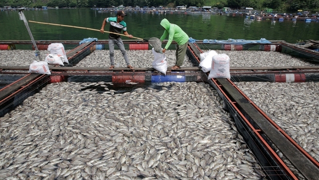 Pekerja mengambil ikan jenis nila yang mati secara tiba-tiba di sejumlah keramba di perairan Danau Toba, di Kecamatan Haranggaol, Simalungun, Sumatera Utara, Kamis (5/5).