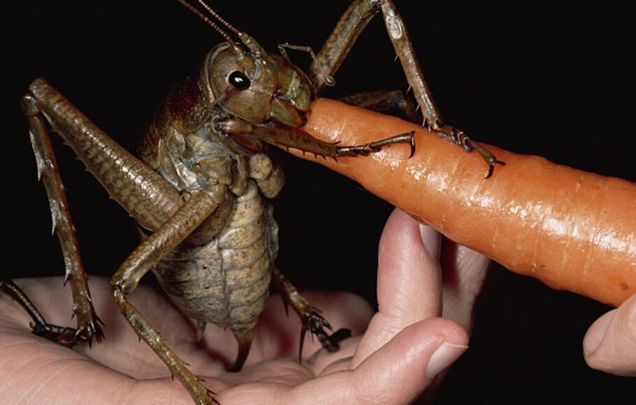 Serangga Raksasa Ditemukan di Selandia Baru
