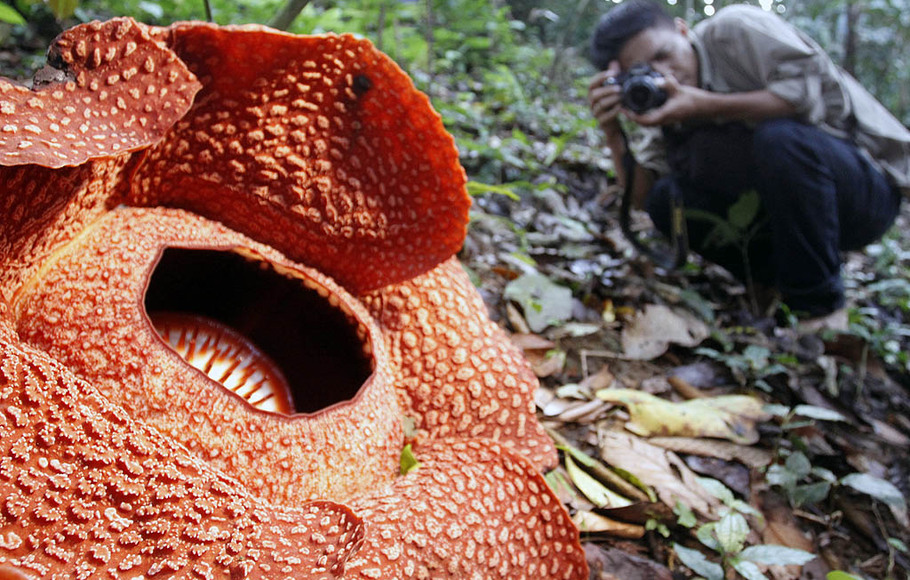 Rafflesia Arnoldi Mekar Di Cagar Alam Bengkulu