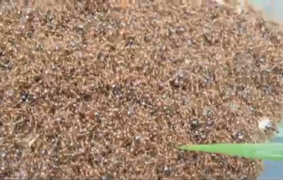 Kawanan semut api yang menyelamatkan diri dari banjir dengan membentuk rakit semut.