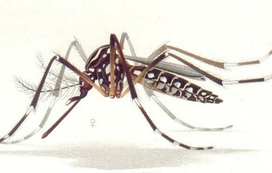Nyamuk Aedes Aegypti