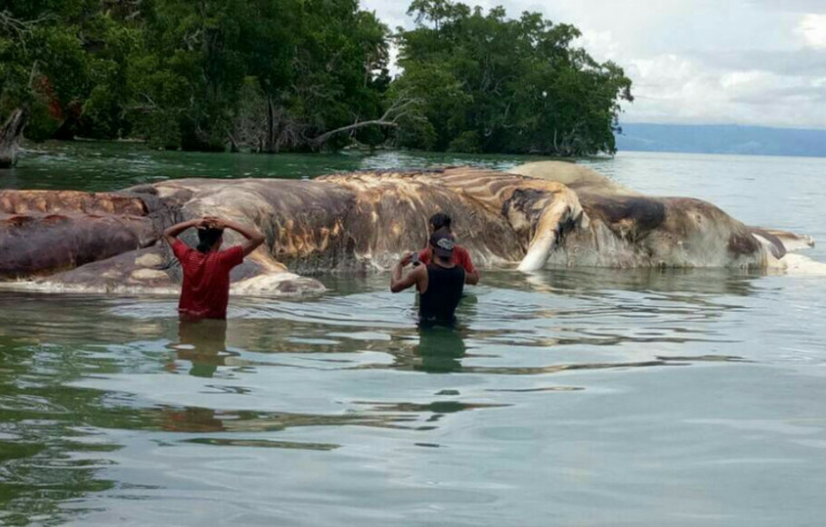 Cumi-cumi raksasa yang ditemukan di Pulau Seram, Maluku.