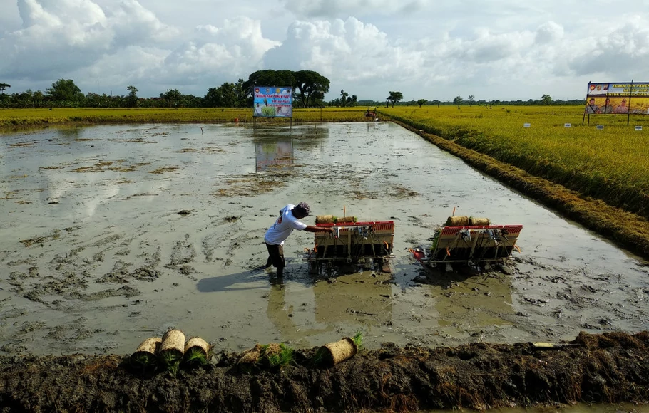 Petani melakukan persiapan penanaman bibit padi di lahan sawah di Desa Sari, Kecamatan Gajah, Kabupaten Demak, Jawa Tengah pada Selasa 23 Januari 2018.
