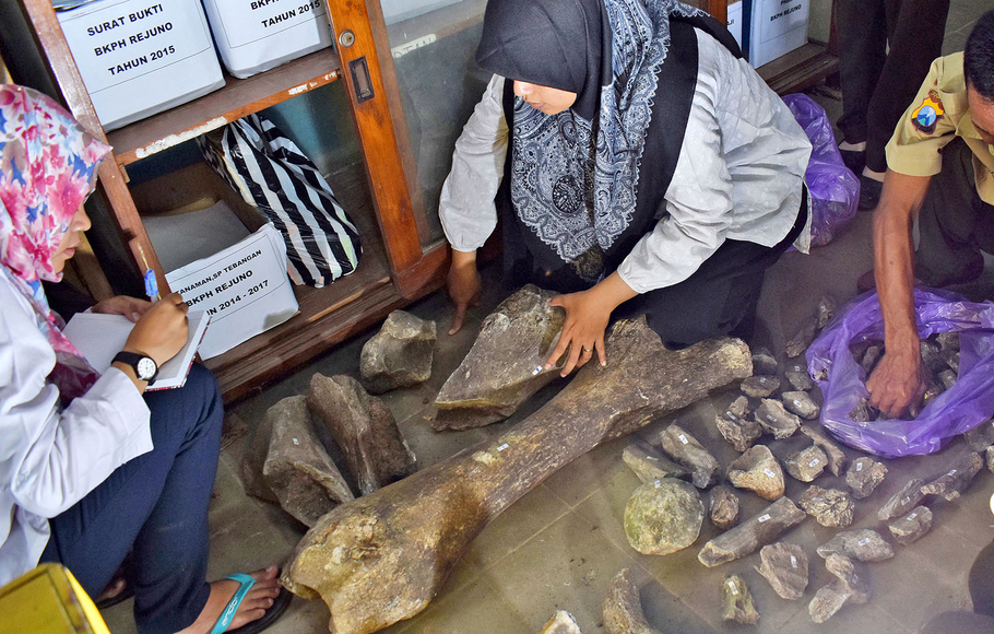 Petugas melakukan identifikasi fragmen fosil binatang purba di Rejuno, Karangjati, Ngawi, Jawa Timur, 2 April 2018. Tim arkeolog dari Balai Pelestarian Situs Manusia Purba (BPSMP) Sangiran, Jawa Tengah melakukan peninjauan awal guna penelitian terhadap sekitar 400 fragmen dan femur fosil binatang purba yang diperkirakan gajah purba (Stegodon) dan banteng purba (Bibos paleosondaicus) yang ditemukan warga di kawasan hutan wilayah Bagian Kesatuan Pemangkuan Hutan (BKPH) Rejuno.