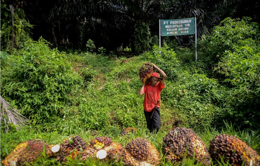Seorang buruh tani memanen kelapa sawit di Perkebunan PTPN VII Kebun Gedeh, Kabupaten Cianjur, Jawa Barat, 3 Des. 2018. 