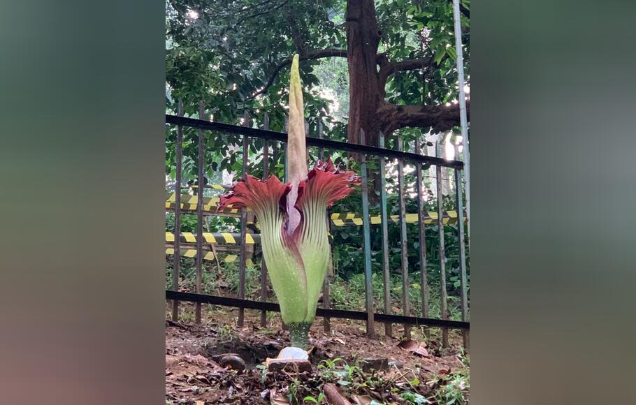 Bunga Bangkai Mekar Di Kebun Raya Bogor