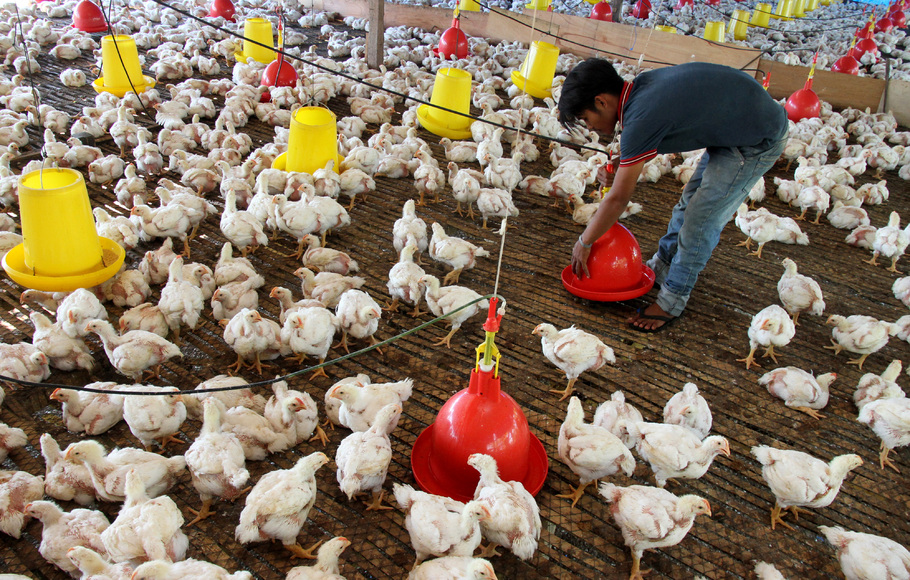 Para Peternak Ayam Terpaksa Menjual di Bawah Harga Normal