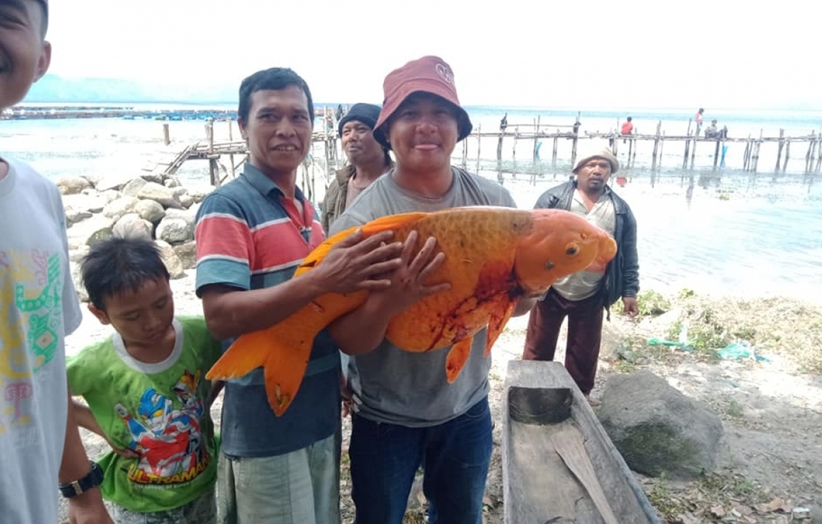 Warga memperlihatkan ikas mas berbobot 15 kilogram yang berhasil ditangkap dengan cara dipancing di Danau Toba di Desa Silalahi, Kabupaten Dairi, Sumatera Utara (Sumut), Jumat, 7 Agustus 2020.