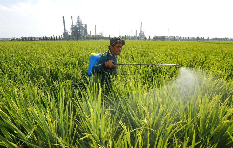 Petani menyemprotkan pupuk cair pada tanaman padi di Balongan, Jawa Barat, Sabtu (15/8/2020).