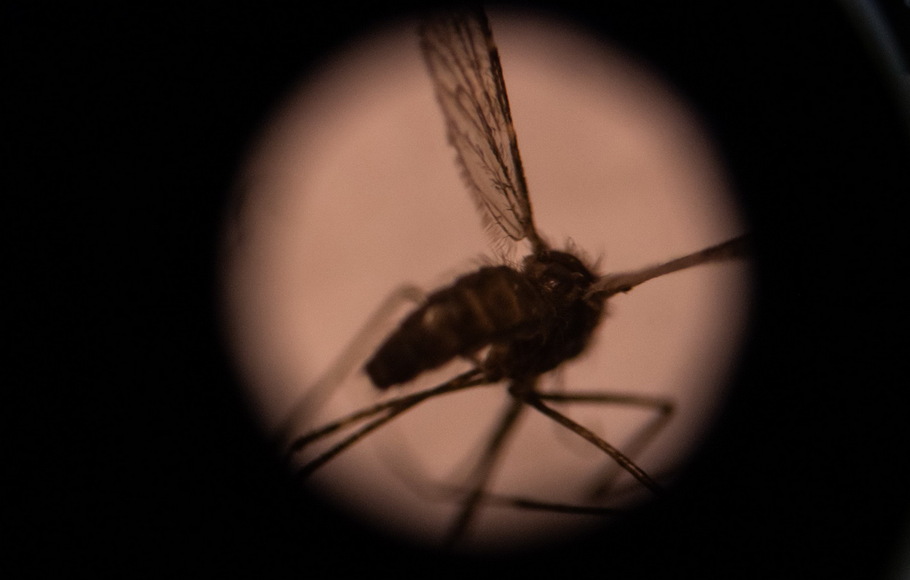 Gambar ilustrasi pada 22 Agustus 2019 ini menunjukkan seekor nyamuk yang dilihat melalui mikroskop di laboratorium entomologi, Pusat Nasional untuk Penelitian dan Pelatihan Malaria (CNRFP), di ibu kota Burkina Faso, Ouagadougou. 
