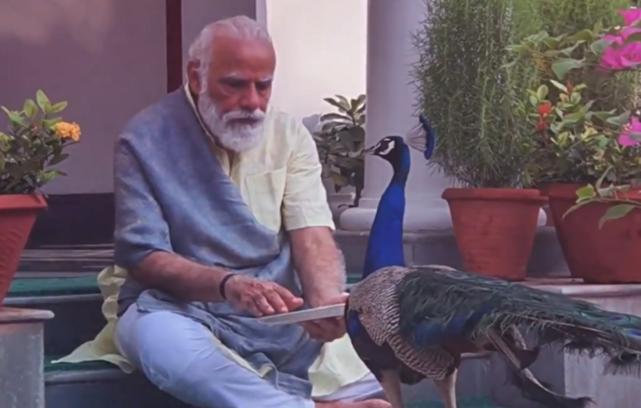 Perdana Menteri India Narendra Modi bersama burung merak peliharaannya.

