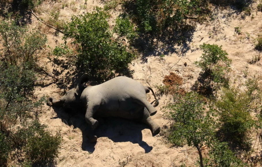 Foto dokumentasi pada 25 Mei 2020 ini menunjukkan bangkai salah satu dari banyak gajah yang mati secara misterius di Delta Okavango, Botswana.