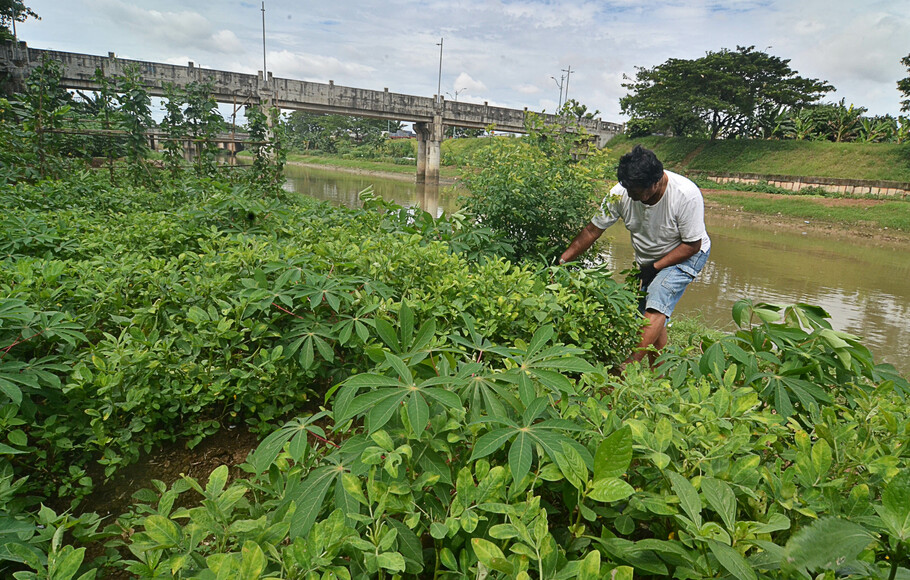Warga bercocok tanam di Bantaran Kanal Banjir Timur di Pulogebang, Jakarta, beberapa waktu lalu. Sejumlah warga memanfaatkan sebagian tanah yang kosong di bantaran kali untuk menanam palawija dan sayuran. 