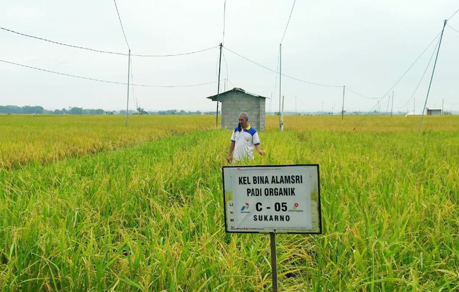 Lahan sawah organik dalam program CSR Pertamina EP Asset 4 Cepu Field program Pertanian Sehat Ramah Lingkungan Berkelanjutan (PSRLB) di Desa Bajo, Kedungtuban, Blora, Jawa Tengah.