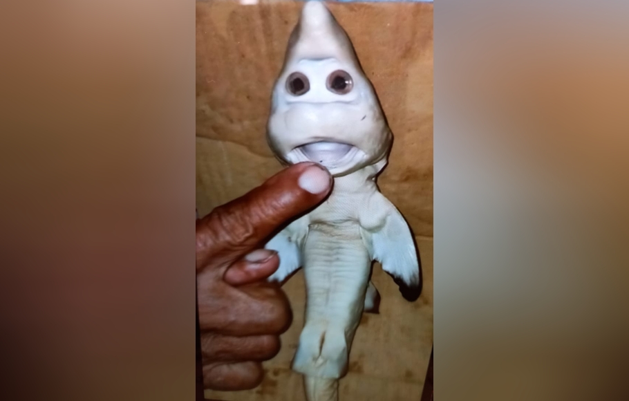 Anak hiu yang menyerupai wajah manusia ditemukan Abdullah Ferro, nelayan di Desa Papela, Kecamatan Rote Timur, Kabupaten Rote Ndao, Nusa Tenggara Timur (NTT), Sabtu, 21 Februari 2021.