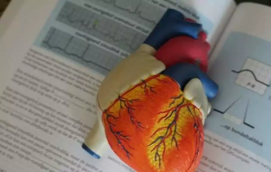 Ilustrasi jantung manusia