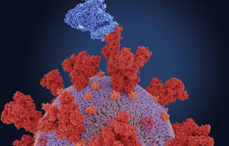 Seperti semua virus, virus corona bermutasi. (Atas) dalam penggambaran varian virus corona Afrika Selatan B.1.531 ini, pita kuning tipis di sekitar tepi menunjukkan situs mutasi. Paku virus (merah) menempel pada reseptor sel manusia (biru).

