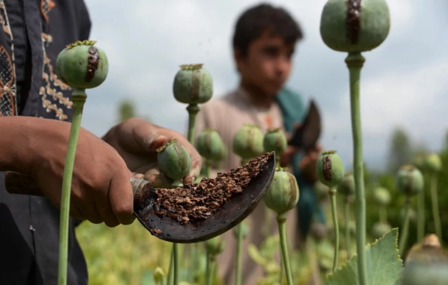 Petani Afghanistan mengikis getah opium dari bunga poppy di satu ladang di provinsi Nangarhar pada 2018. 