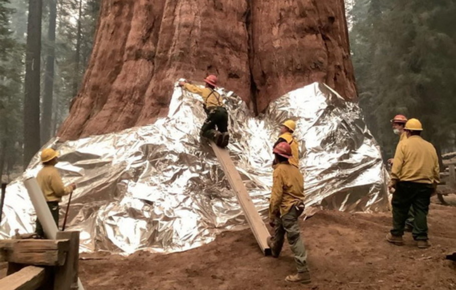 Petugas pemadam kebakaran membungkus dasar sequoia raksasa yang dikenal sebagai Jenderal Sherman dengan selimut tahan api untuk melindunginya dari panasnya kebakaran hutan di Sequoia National Forest di California, AS, Jumat 17 September 2021. 