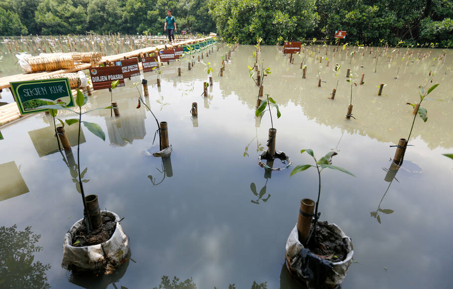 Kawasan konservasi alam mangrove yang ditanami pohon mangrove di Jakarta.