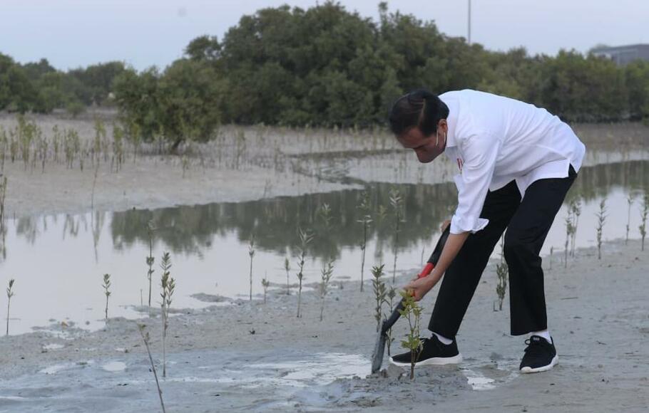 Presiden Jokowi menanam pohon saat kunjungan ke Tanam Mangrove di Abu Dhabi, Rabu 3 November 2021.