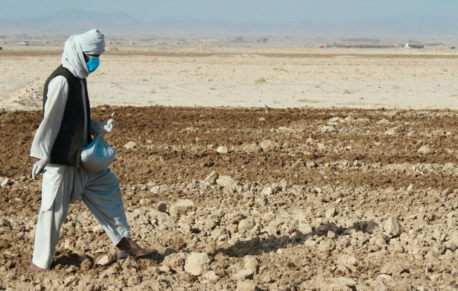 Seorang petani menabur benih yang diterima dari distribusi benih gandum FAO di Kandahar, Afghanistan.
