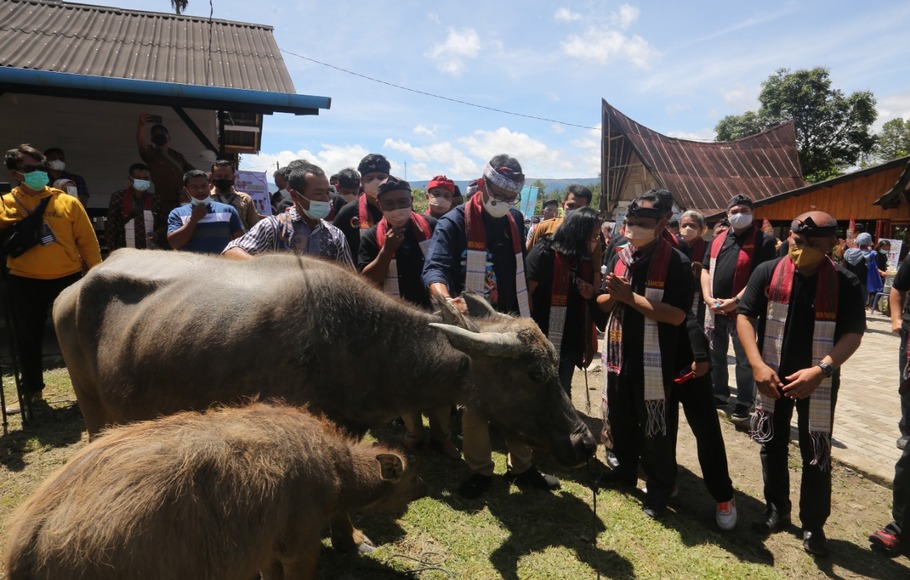 Menteri Pariwisata dan Ekonomi Kreatif (Menparekraf) Sandiaga Uno memberikan sepasang kerbau ke masyarakat Desa Wisata Huta Tinggi, Pangururan, Samosir, Sumatera Utara. 
