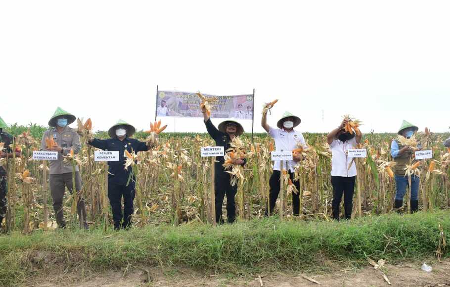 Mentan Syahrul Yasin Limpo pada acara panen jagung dengan produktivitas 6 ton perhektar bersama Bupati Gowa di Desa Katangka, Kecamatan Bontonompo, Kabupaten Gowa pada hamparan seluas 250 hektar, Minggu 28 November 2021.
