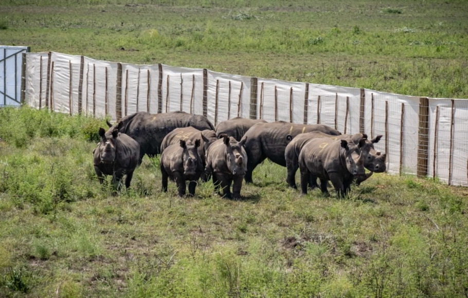 Puluhan badak putih asal Afrika Selatan yang langka dipindahkan ke Rwanda.  