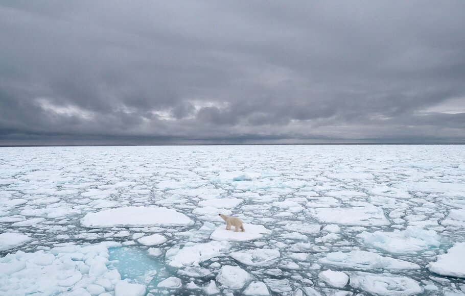 Foto dokumentasi ini diambil pada Juni 2018 dan tersedia pada 17 Juli 2020 oleh Polar Bears International menunjukkan beruang kutub di Svalbard, Norwegia. 