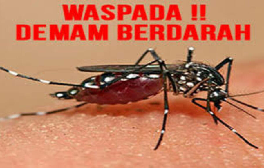 Nyamuk Aedes Aegypti.