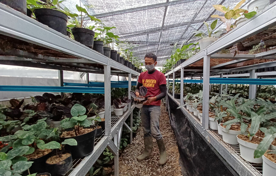 Petani binaan KUR BNI merawat tanaman hias di Minaqu Indonesia, Taman Sari, Bogor, Jawa Barat, Jumat 17 Desember 2021