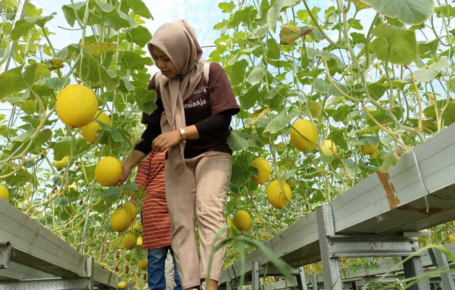 Pengunjung kawasan agrowisata Golden Melon di Desa Kebon Ayu, Kecamatan Gerung, Kabupaten Lombok Barat.