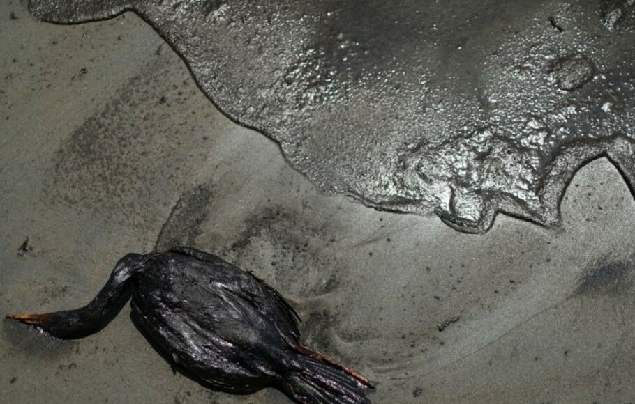 Bangkai seekor burung terlihat di pantai saat pembersihan tumpahan minyak yang disebabkan gelombang tinggi setelah gunung api bawah laut di Tonga meletus, di Ventanilla, Peru.