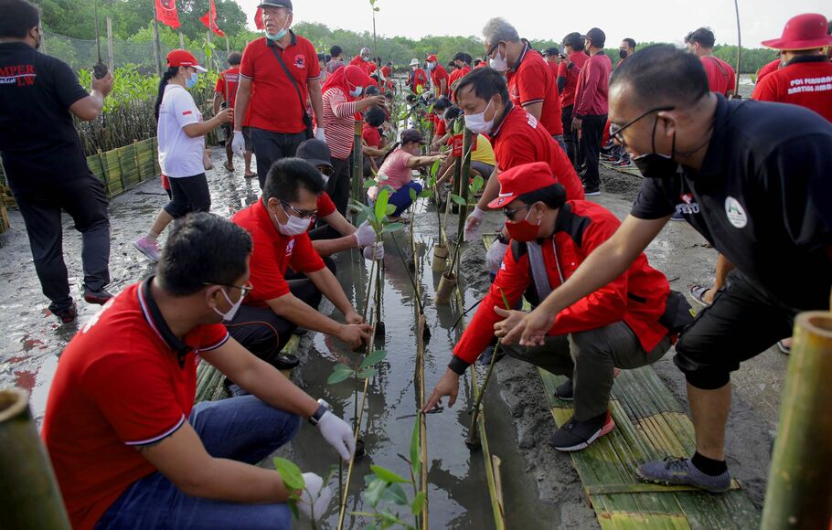Sejumlah kader Partai PDI Perjuangan dan simpatisan menanam pohon mangrove di kawasan konservasi mangrove, pantai Telaga Waja, Badung, Bali, Minggu 23 Januari 2022.