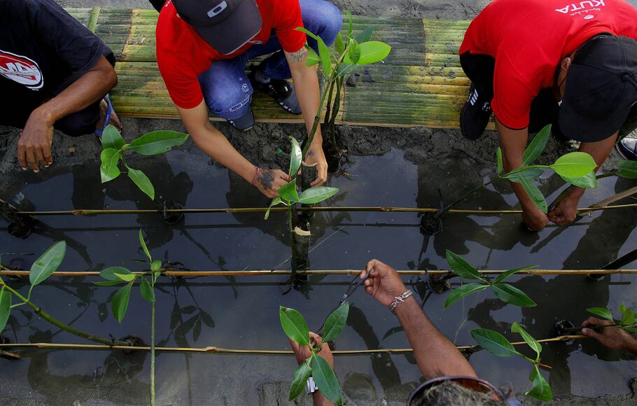Sejumlah kader Partai PDI Perjuangan dan simpatisan menanam pohon mangrove di kawasan konservasi mangrove, pantai Telaga Waja, Badung, Bali, Minggu 23 Januari 2022.