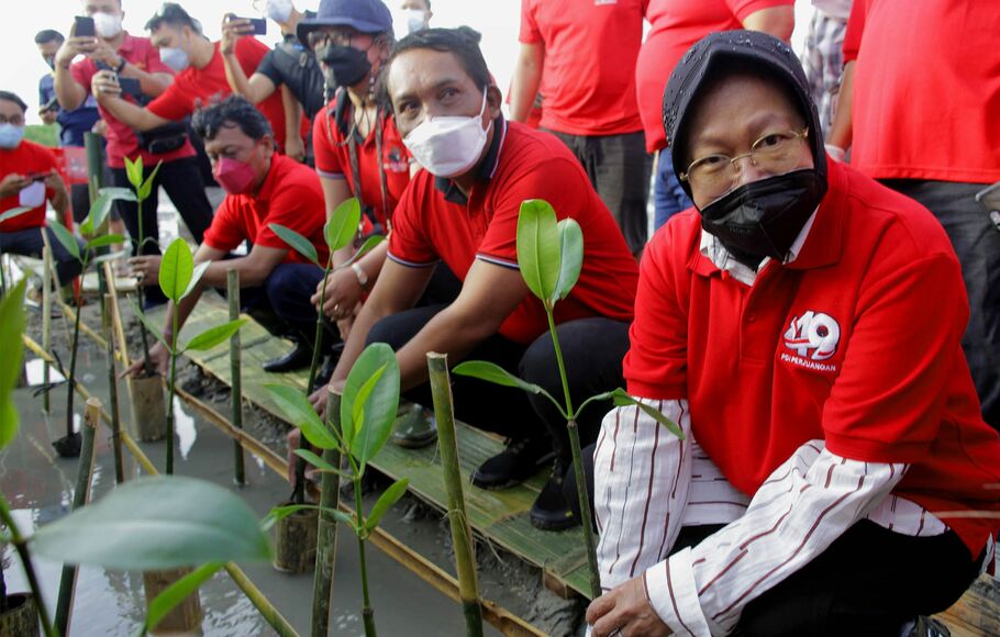 Ketua DPP PDI Perjuangan yang juga Menteri Sosial Tri Rismaharini (kanan), bersama sejumlah kader partai menanam pohon mangrove di kawasan konservasi mangrove, pantai Telaga Waja, Badung, Bali, Minggu 23 Januari 2022.