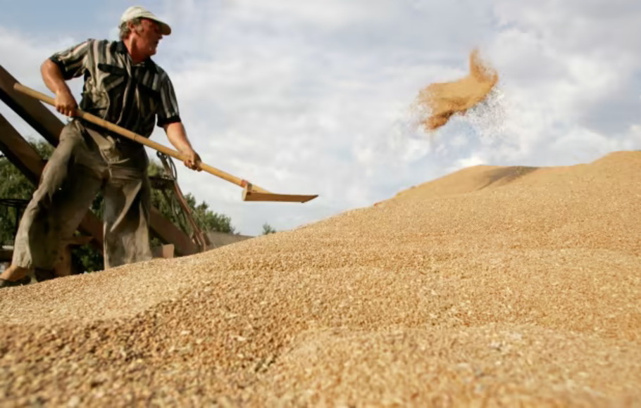Seorang petani Rusia memindahkan panenan gandum. 