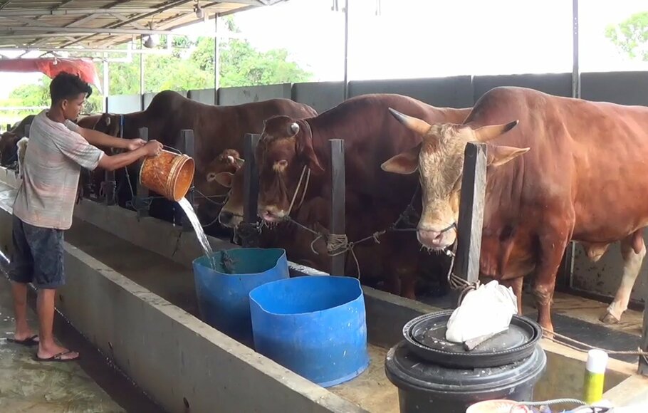 Wabah PMK (Penyakit Mulut dan Kuku), mulai dirasakan oleh sejumlah peternak sapi di Kota Balikpapan, Kalimantan Timur.
