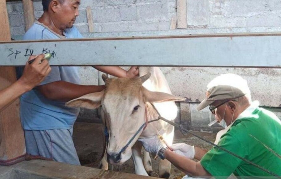 Petugas memeriksa ternak sapi untuk mengantisipasi penyebaran penyakit mulut dan kuku (PMK) di Probolinggo, Selasa, 10 Mei 2022.