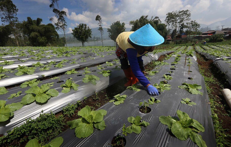 Buruh tani merawat tanaman sayuran pakcoy yang siap dipanen di tepi Danau Cileunca, di Desa Margamekar, Pengalengan, Bandung Selatan, Jawa Barat, Rabu, 11 Mei 2022. Badan Pusat Statistik (BPS) mengatakan upah nominal harian buruh tani nasional pada Maret 2022 naik 0,30% dibandingkan Februari 2022.