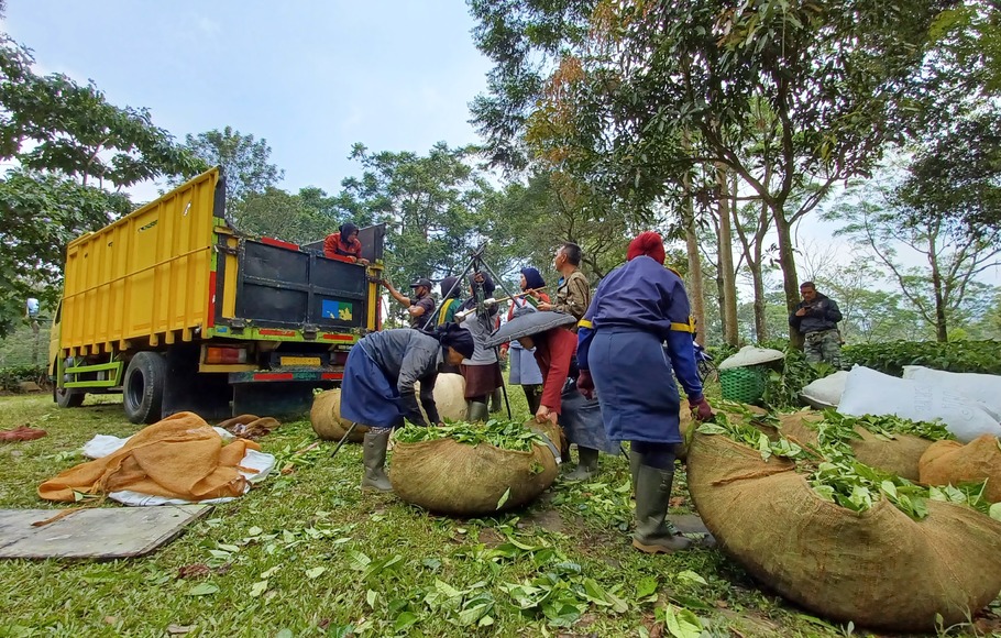 Petani sedang merapihkan tumpukan daun teh usai dipanen di PT Perkebunan Nusantara VIII Gunung Mas, Bogor, Jawa Barat, Sabtu 14 Mei 2022.