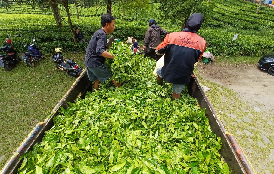 Petani sedang merapihkan tumpukan daun teh usai dipanen di PT Perkebunan Nusantara VIII Gunung Mas, Bogor, Jawa Barat, Sabtu 14 Mei 2022.