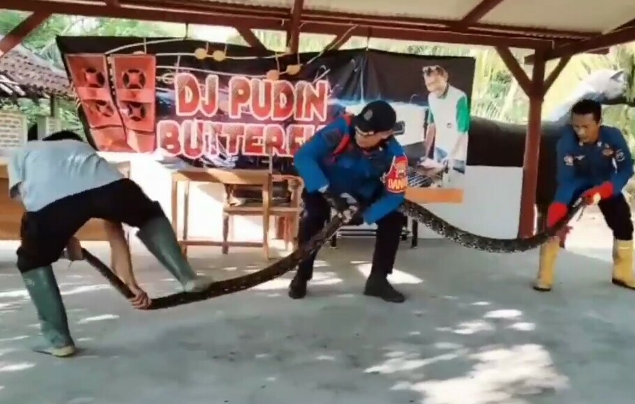 Petugas Damkar berhasil menangkap ular sanca sepanjang 5 meter yang nyaris melilit bocah berusia 7 tahun di Kelurahan Way Urang, Kalianda, Kabupaten Lampung Selatan, Rabu, 18 Mei 2022.