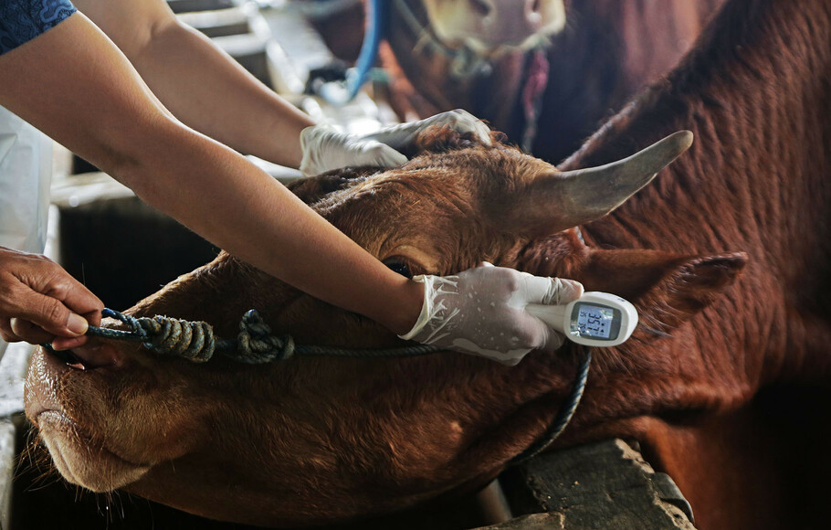 Pengecekan sapi di rumah pemotongan hewan.