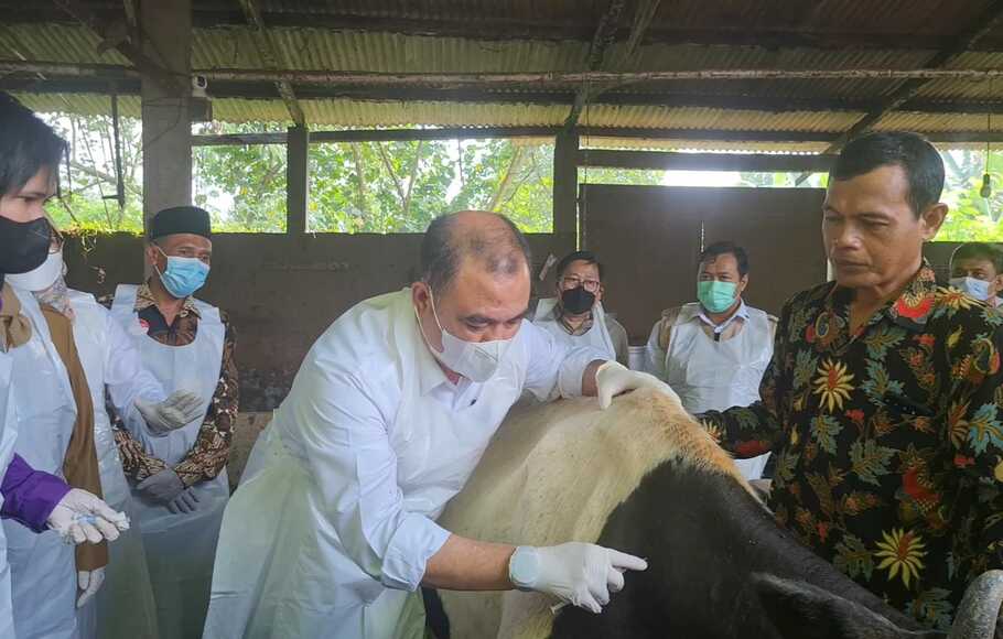 Kementerian Pertanian (Kementan) bersama dengan Pemerintah Daerah Provinsi Jawa Timur mulai melakukan kegiatan vaksinasi massal dalam upaya pengendalian penyakit mulut dan kuku (PMK), di Kabupaten Sidoarjo, Jawa Timur, 14 Juni 2022.