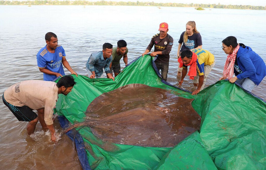 Para peneliti melepaskan ikan pari raksasa betina dengan berat 181 kilogram dan panjang 3,96 meter ke Sungai Mekong di provinsi Stung Treng, Kamboja, dalam foto yang diambil pada 5 Mei. Nelayan lokal secara tidak sengaja menangkap ikan pari air tawar yang terancam punah saat ikan memakan kail berumpan. 