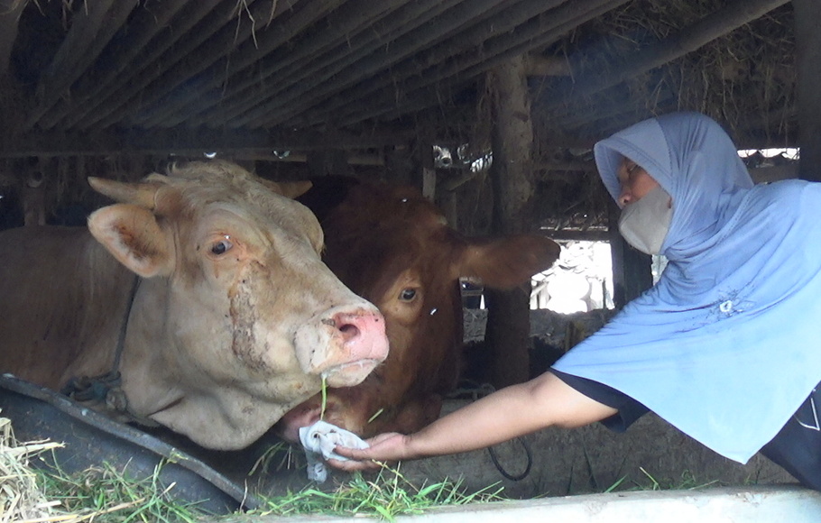 Ternak sapi di Bantul, DIY.