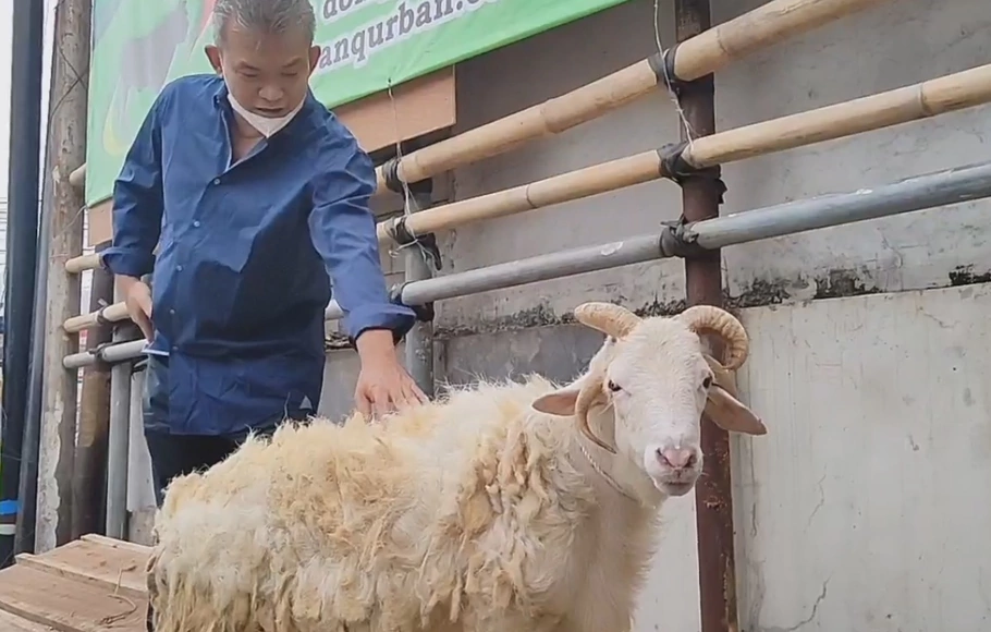 Pemilik Mall Hewan Kurban, Haji Doni memperlihatkan domba bertanduk empat yang di dapat dari seorang peternak.