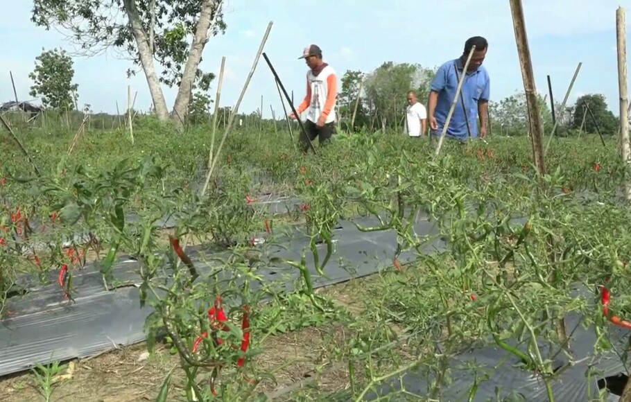Akibat cuaca ekstrem, puluhan hektare tanaman cabai di dua kampung di Kecamatan Menggala timur, Kabupaten Tulang Bawang, Provinsi Lampung terancam gagal panen.